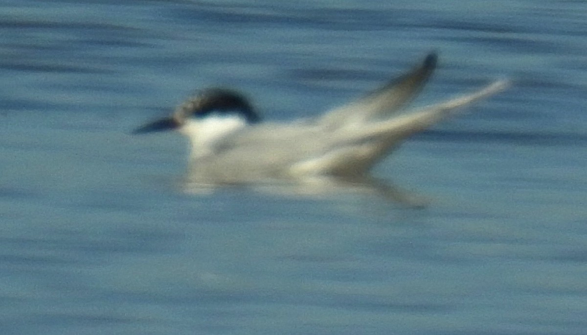 Common Tern - ML620087364