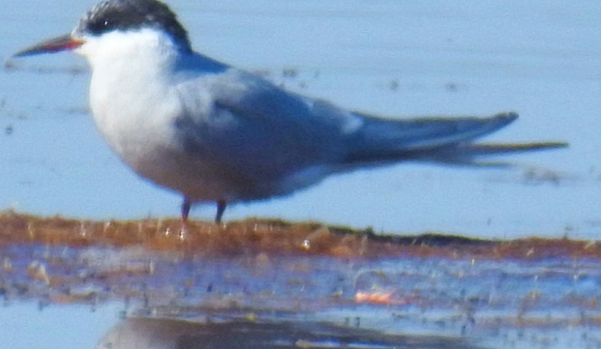 Common Tern - ML620087365