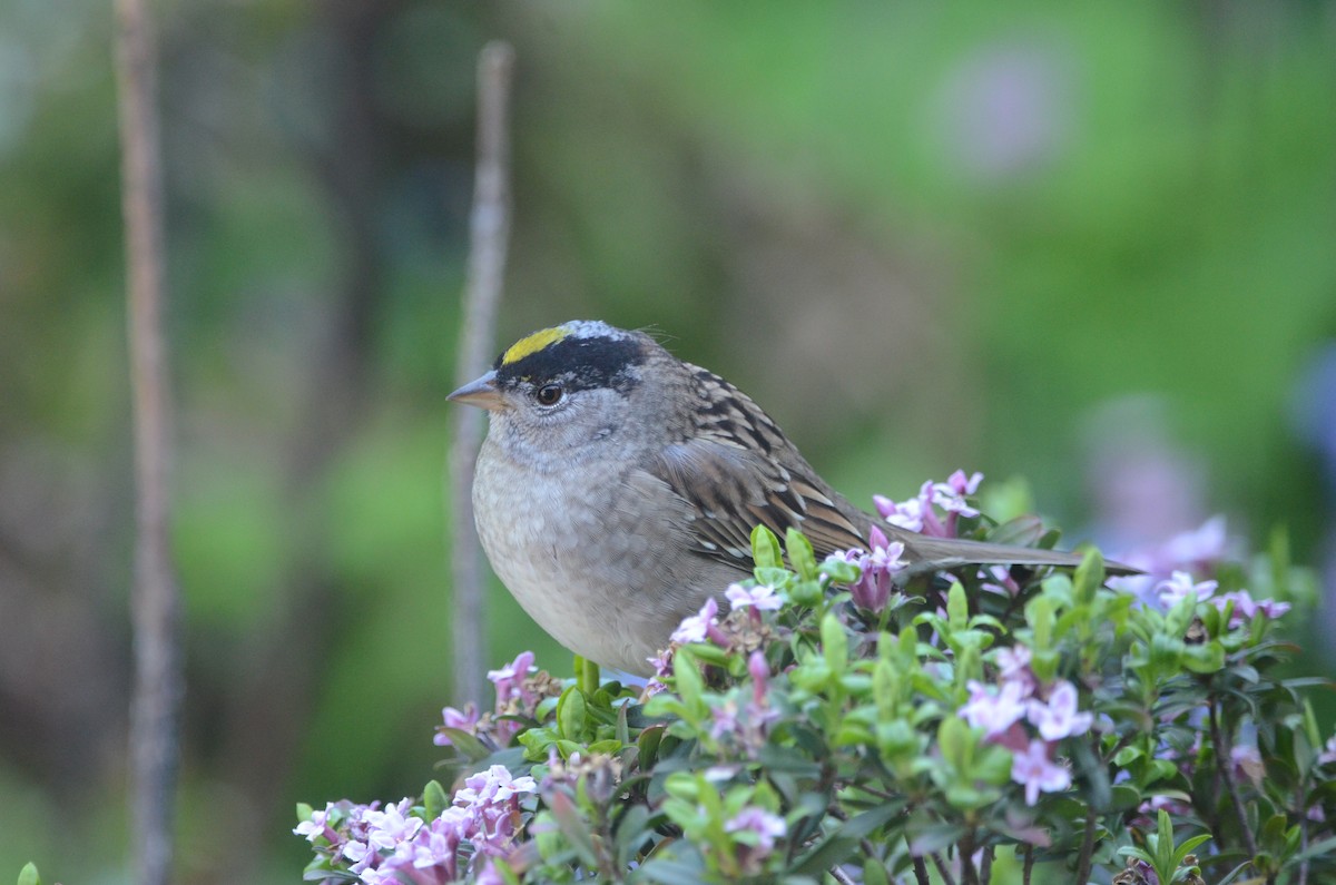 Golden-crowned Sparrow - ML620087375
