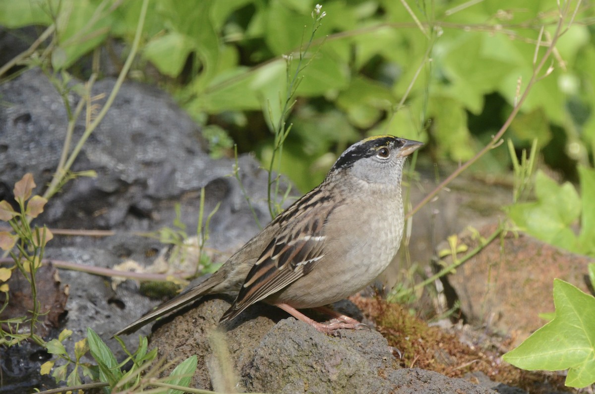 Golden-crowned Sparrow - ML620087377