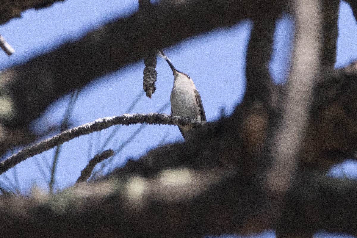 Black-chinned Hummingbird - ML620087379