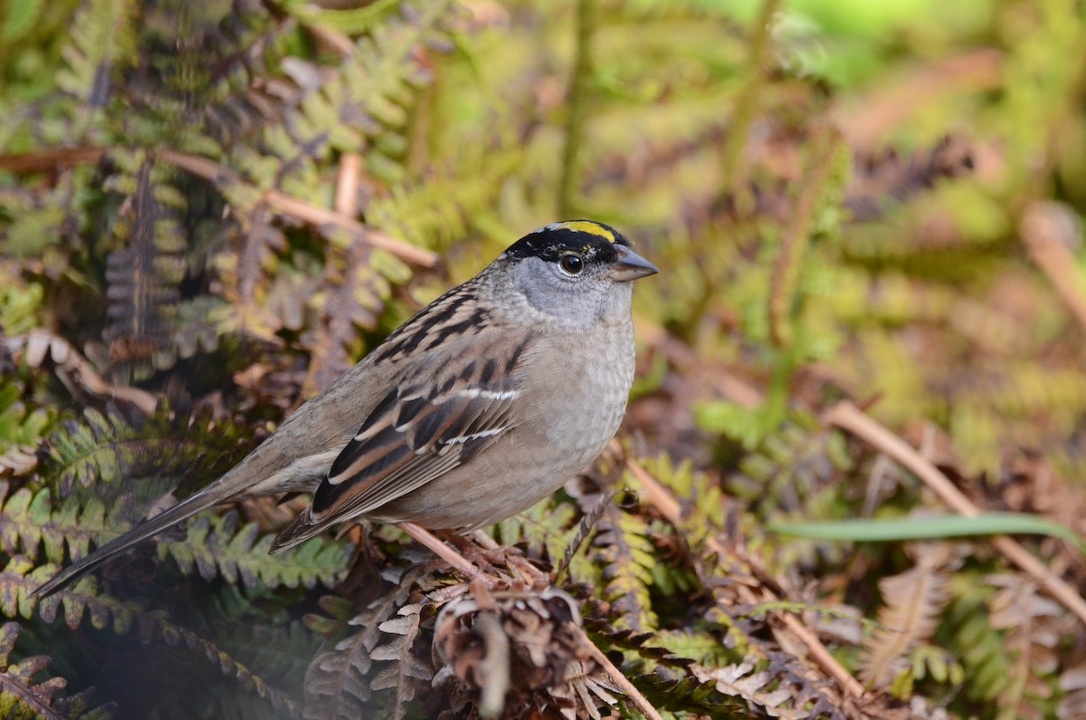 Golden-crowned Sparrow - ML620087391