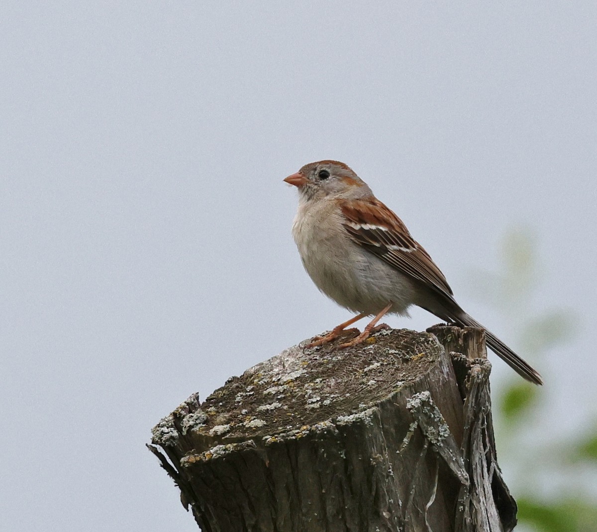 Field Sparrow - ML620087398