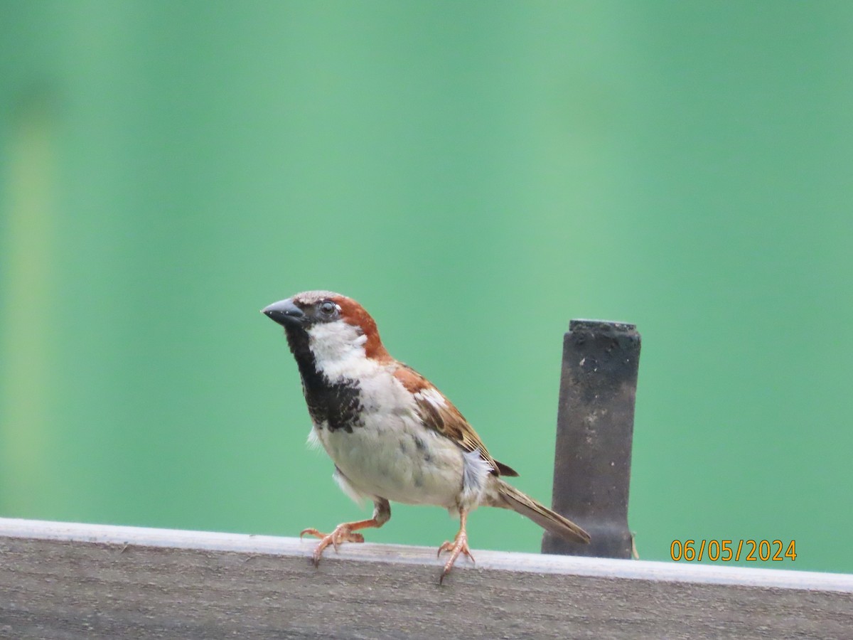 House Sparrow - ML620087404