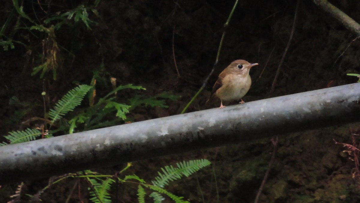 Brown-breasted Flycatcher - ML620087407