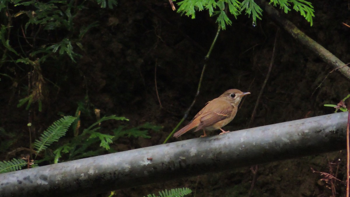 Brown-breasted Flycatcher - ML620087411