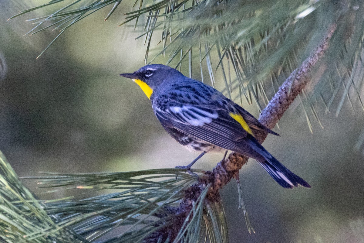 Yellow-rumped Warbler (Audubon's) - ML620087412