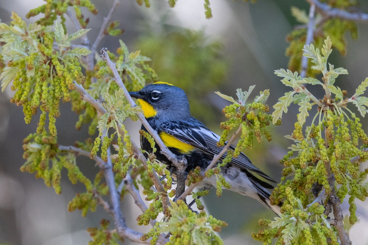 Yellow-rumped Warbler (Audubon's) - ML620087413