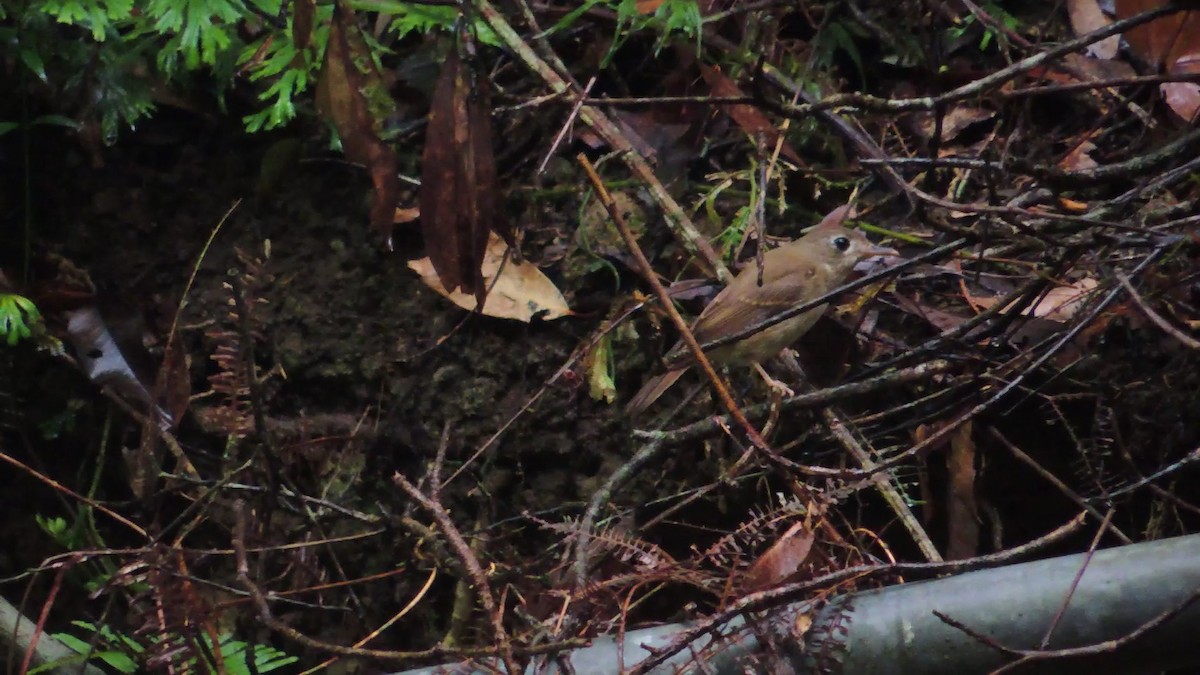 Brown-breasted Flycatcher - ML620087416