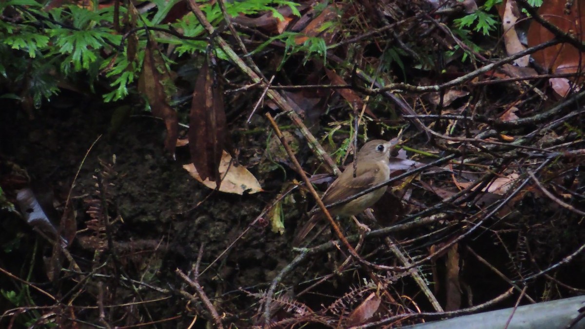 Brown-breasted Flycatcher - ML620087418