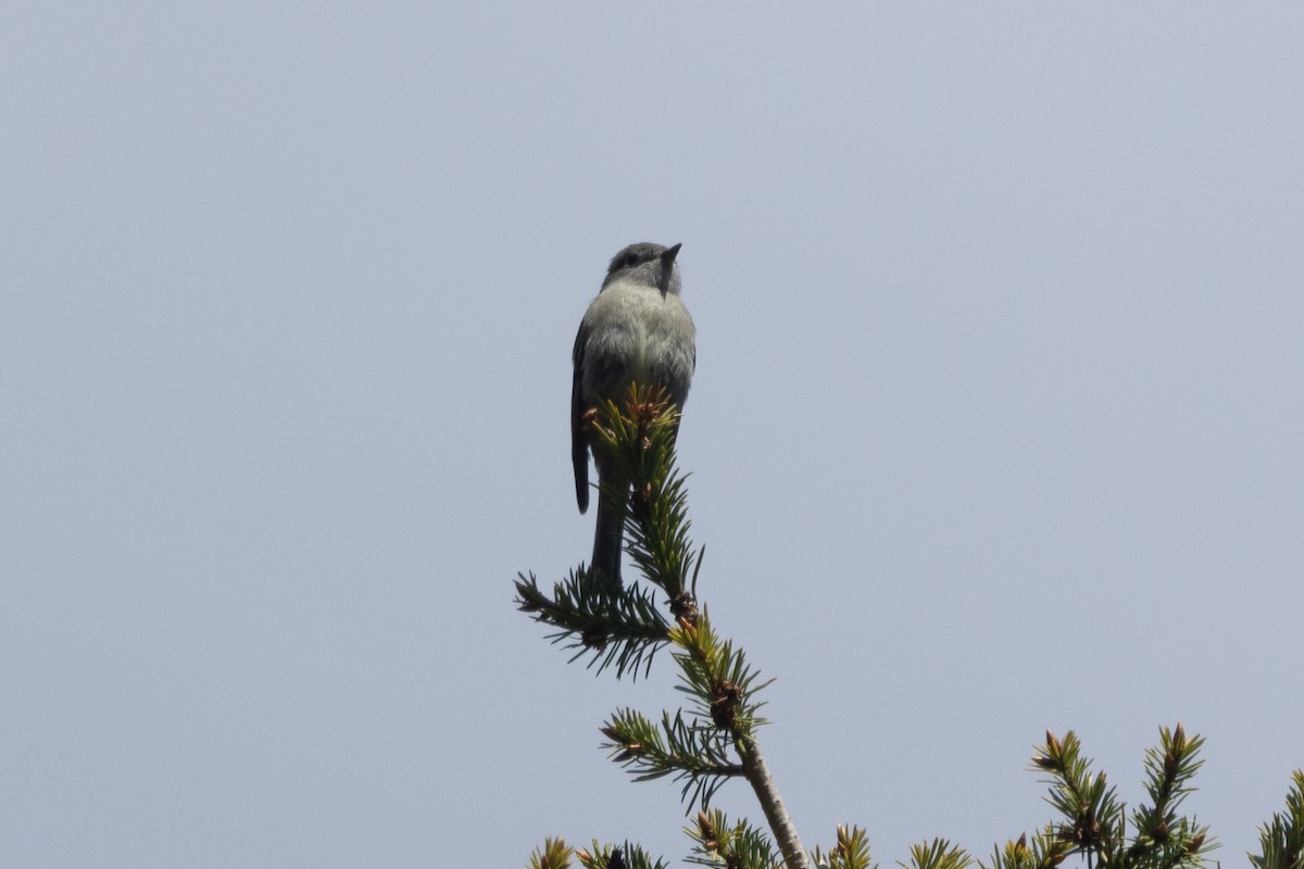 Hammond's Flycatcher - ML620087419