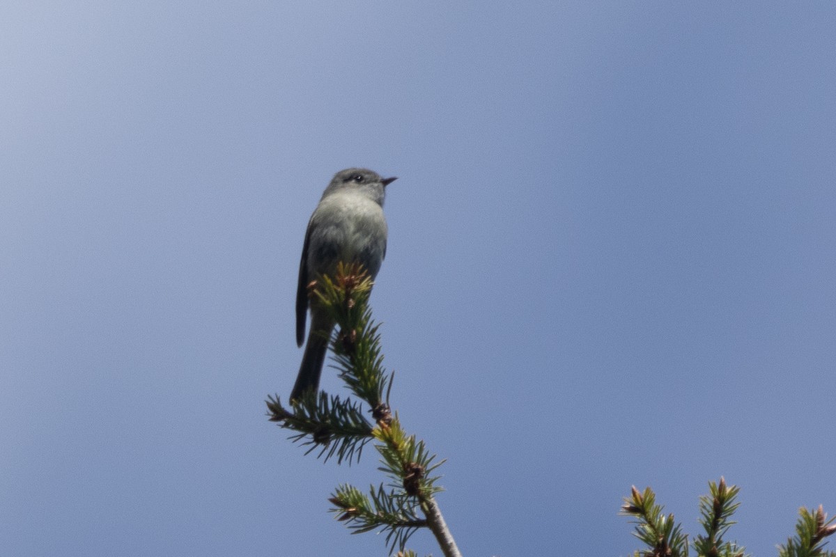 Hammond's Flycatcher - ML620087420