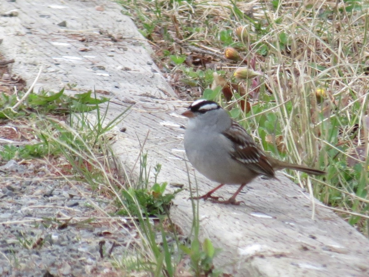 White-crowned Sparrow - ML620087429