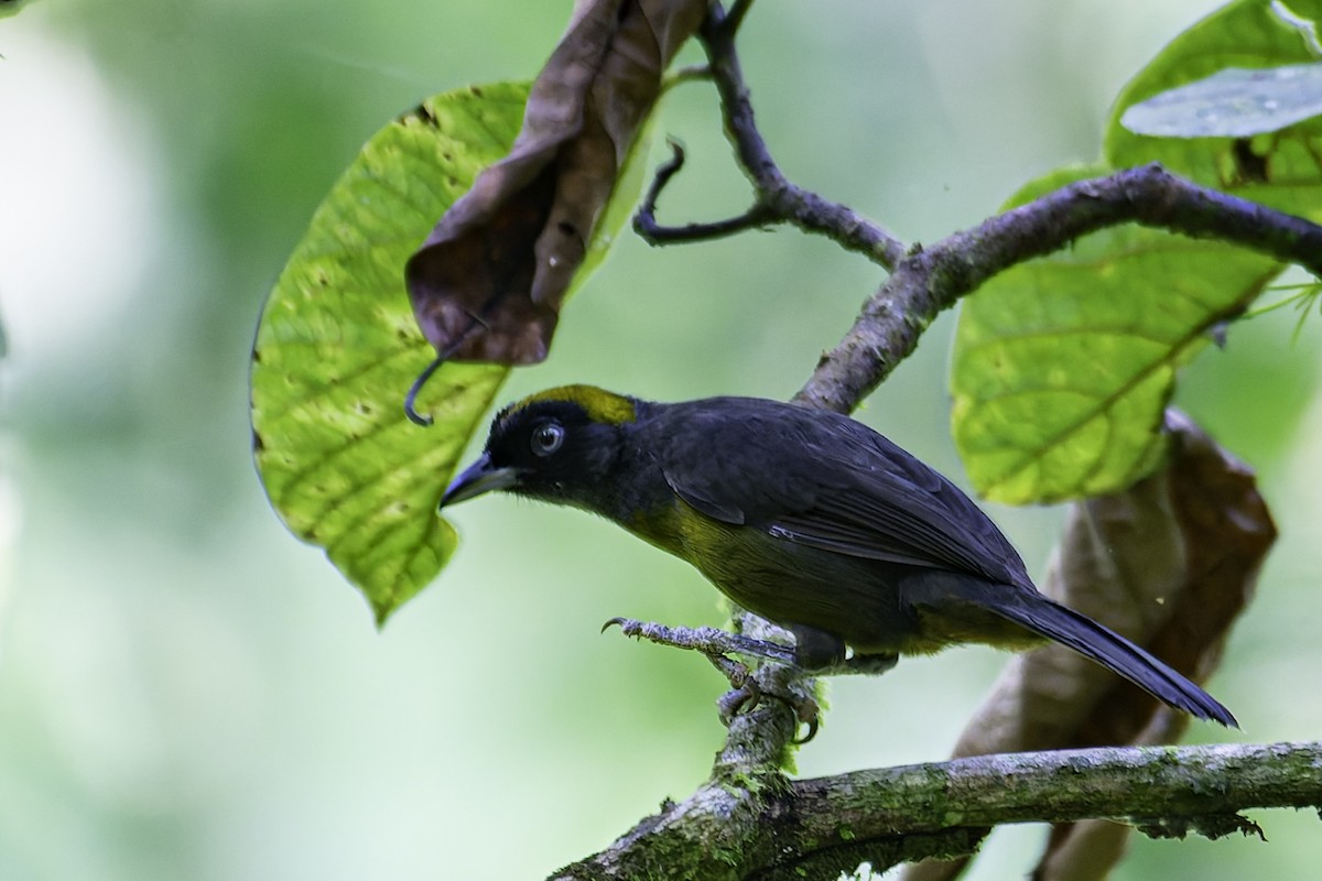 Dusky-faced Tanager - George Roussey