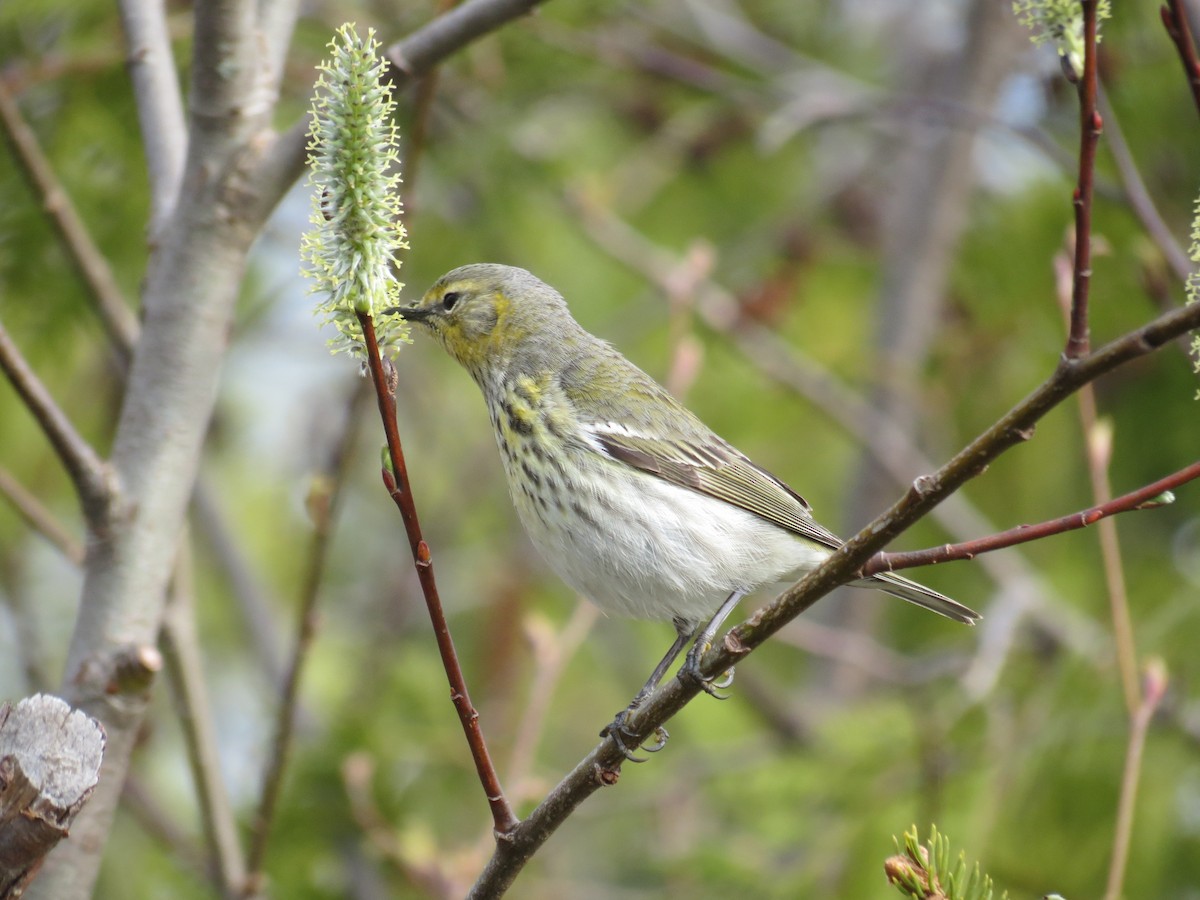 Cape May Warbler - ML620087450