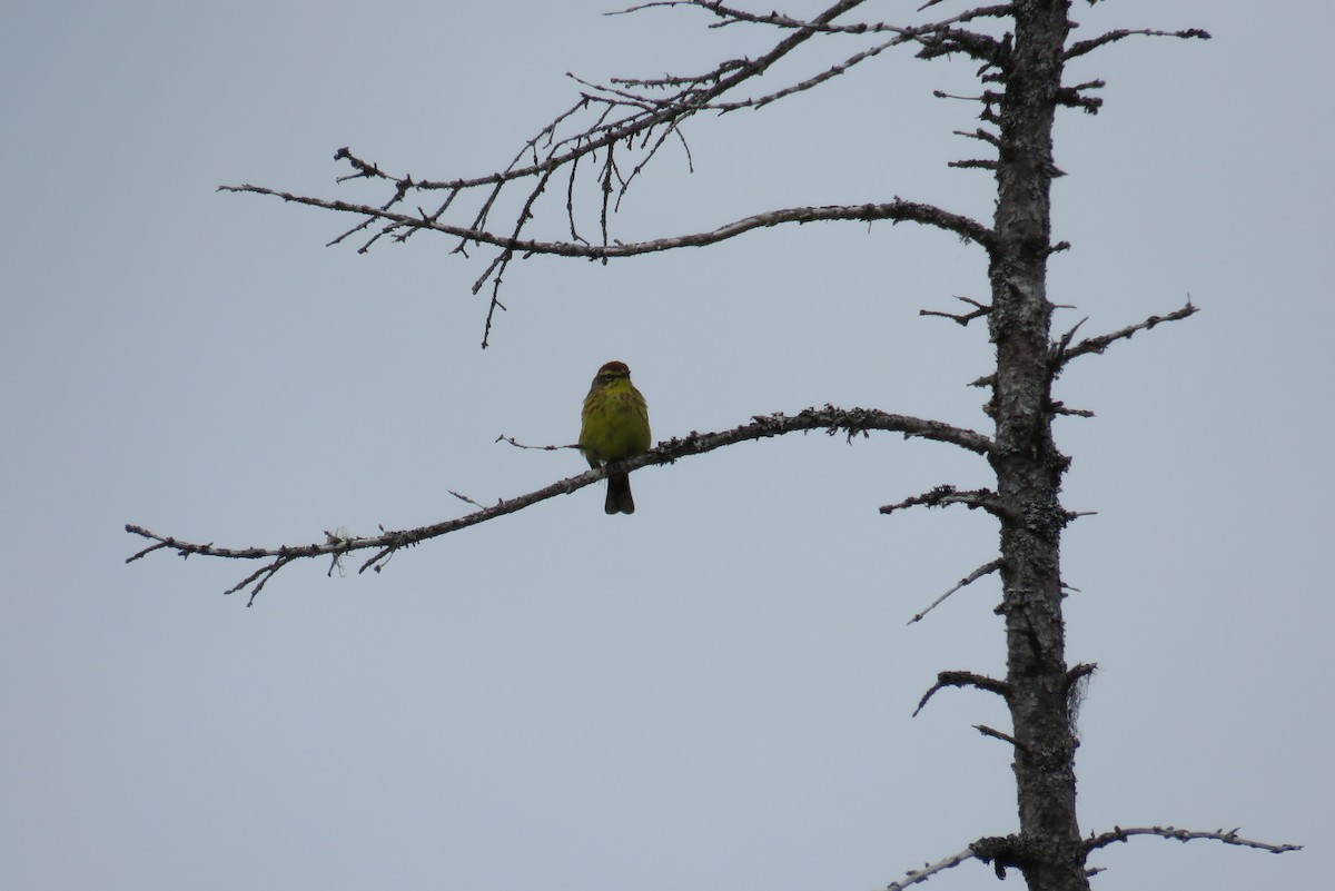 Palm Warbler - ML620087475