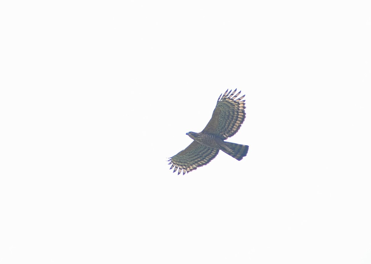 Цейлонский хохлатый орёл - ML620087494