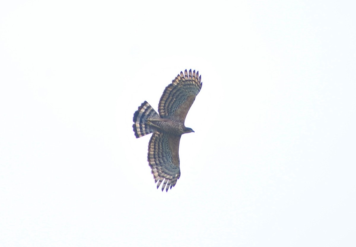 Цейлонский хохлатый орёл - ML620087498