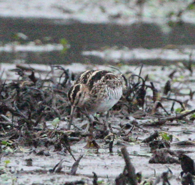 Wilson's Snipe - Jeff Smith