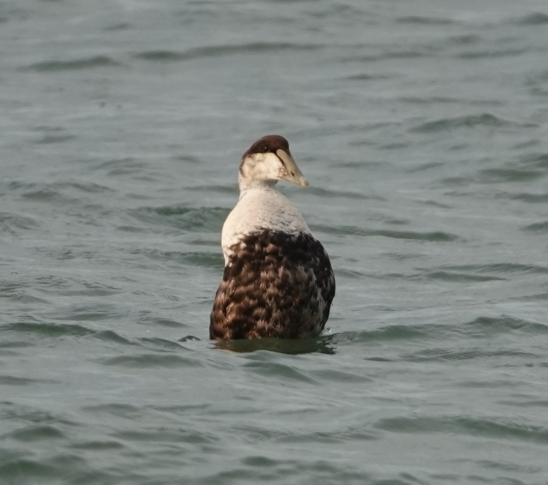 Common Eider - ML620087516