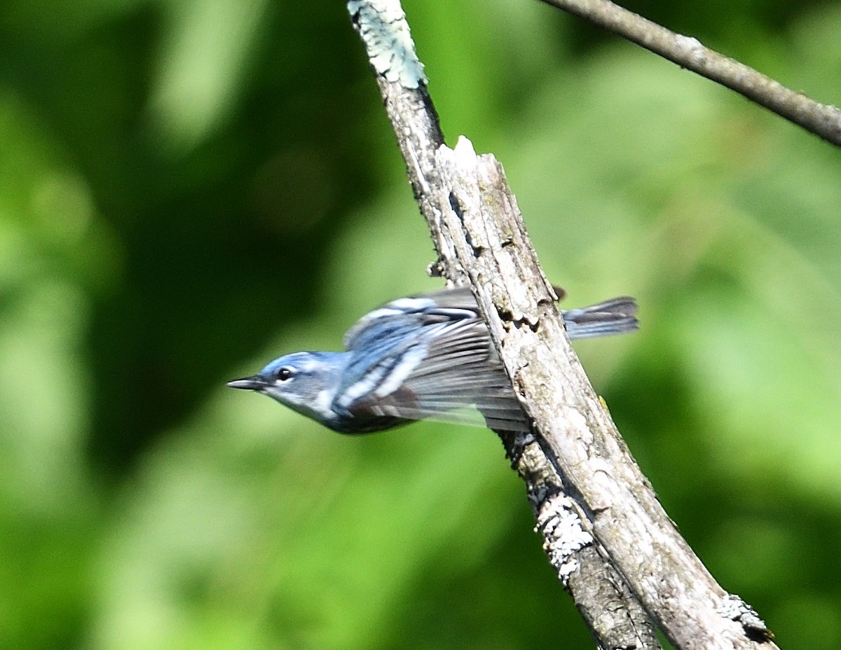 Blauwaldsänger - ML620087523