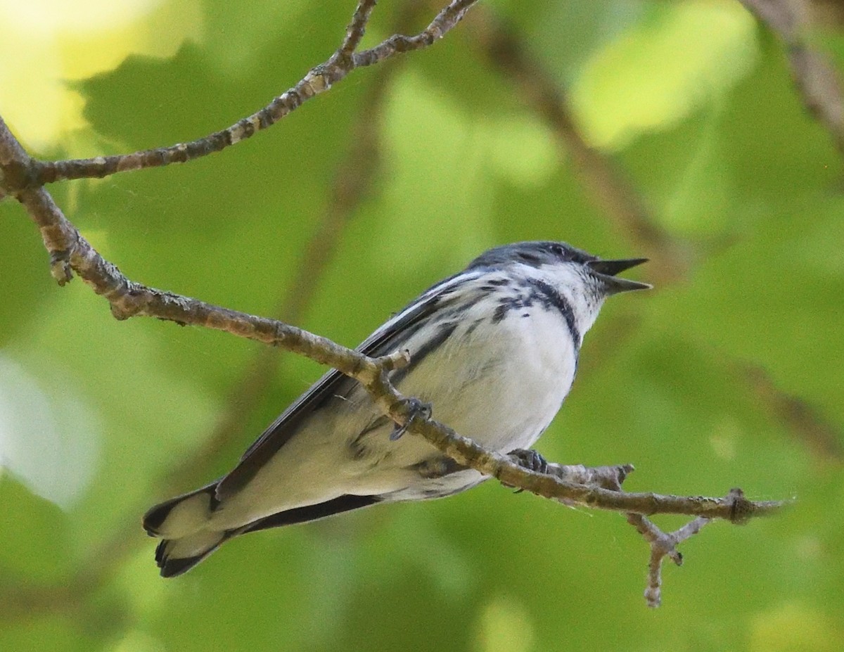 Cerulean Warbler - ML620087525