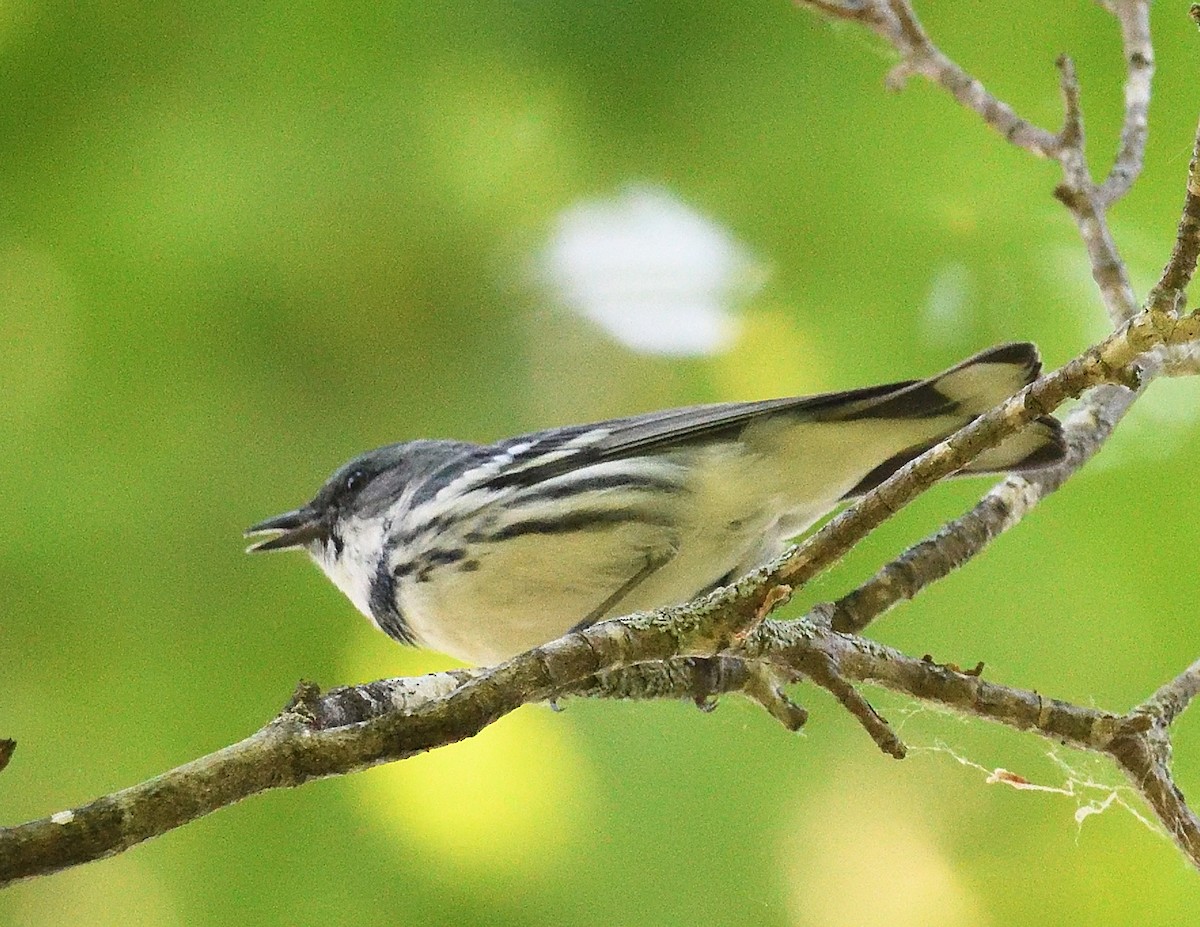 Blauwaldsänger - ML620087526