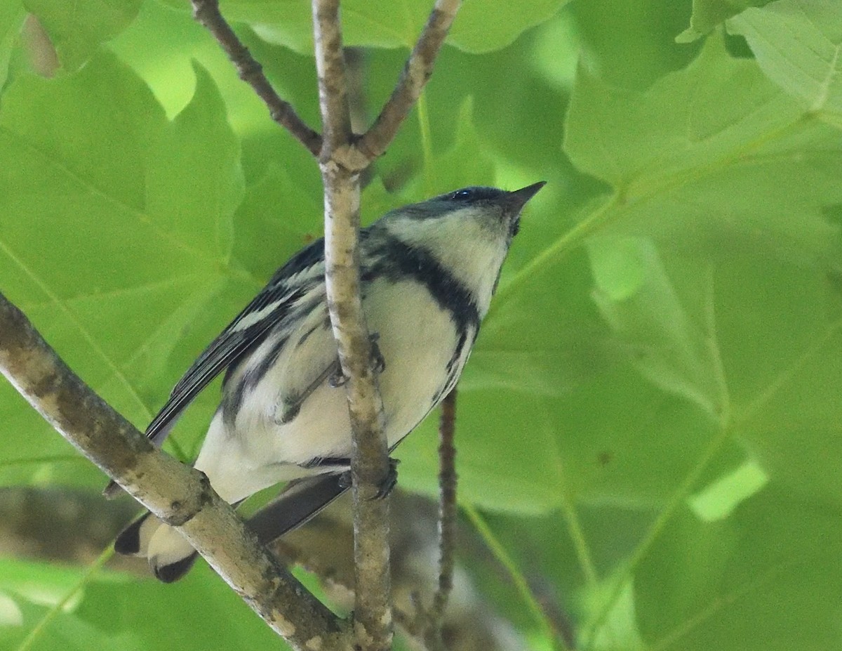 Blauwaldsänger - ML620087527