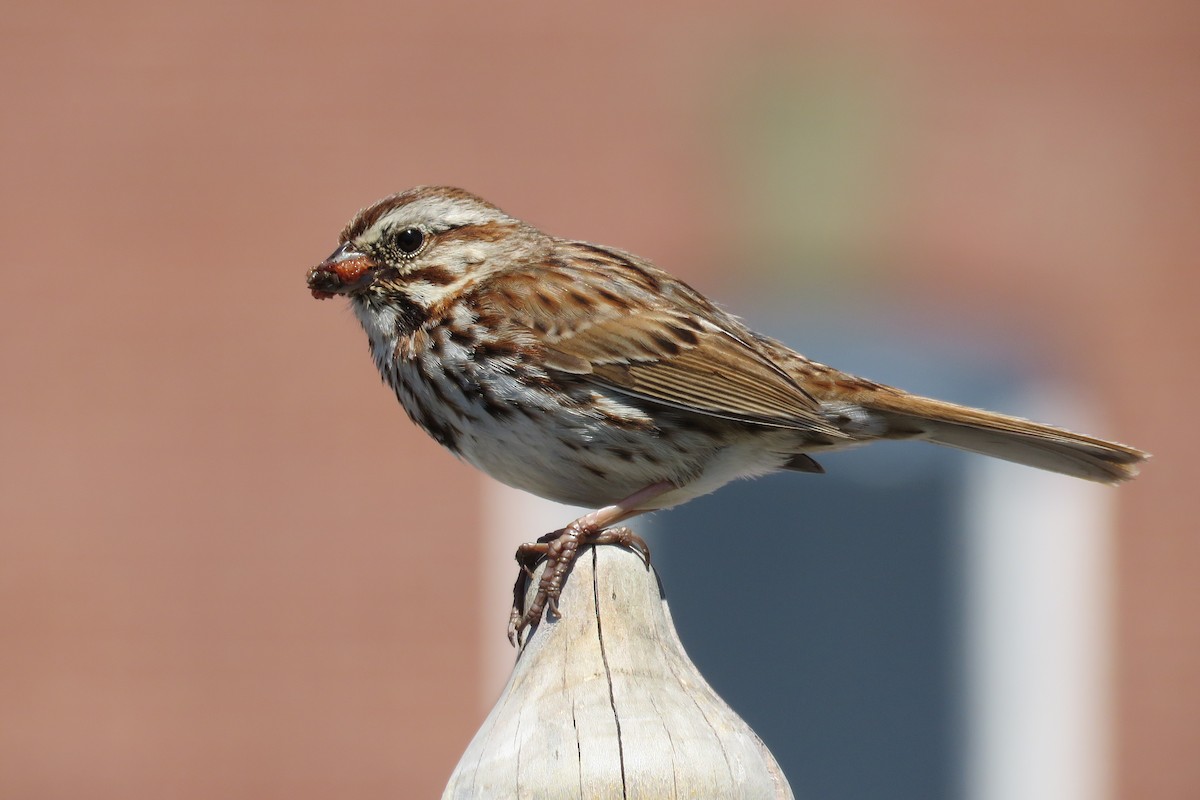 Song Sparrow - ML620087534