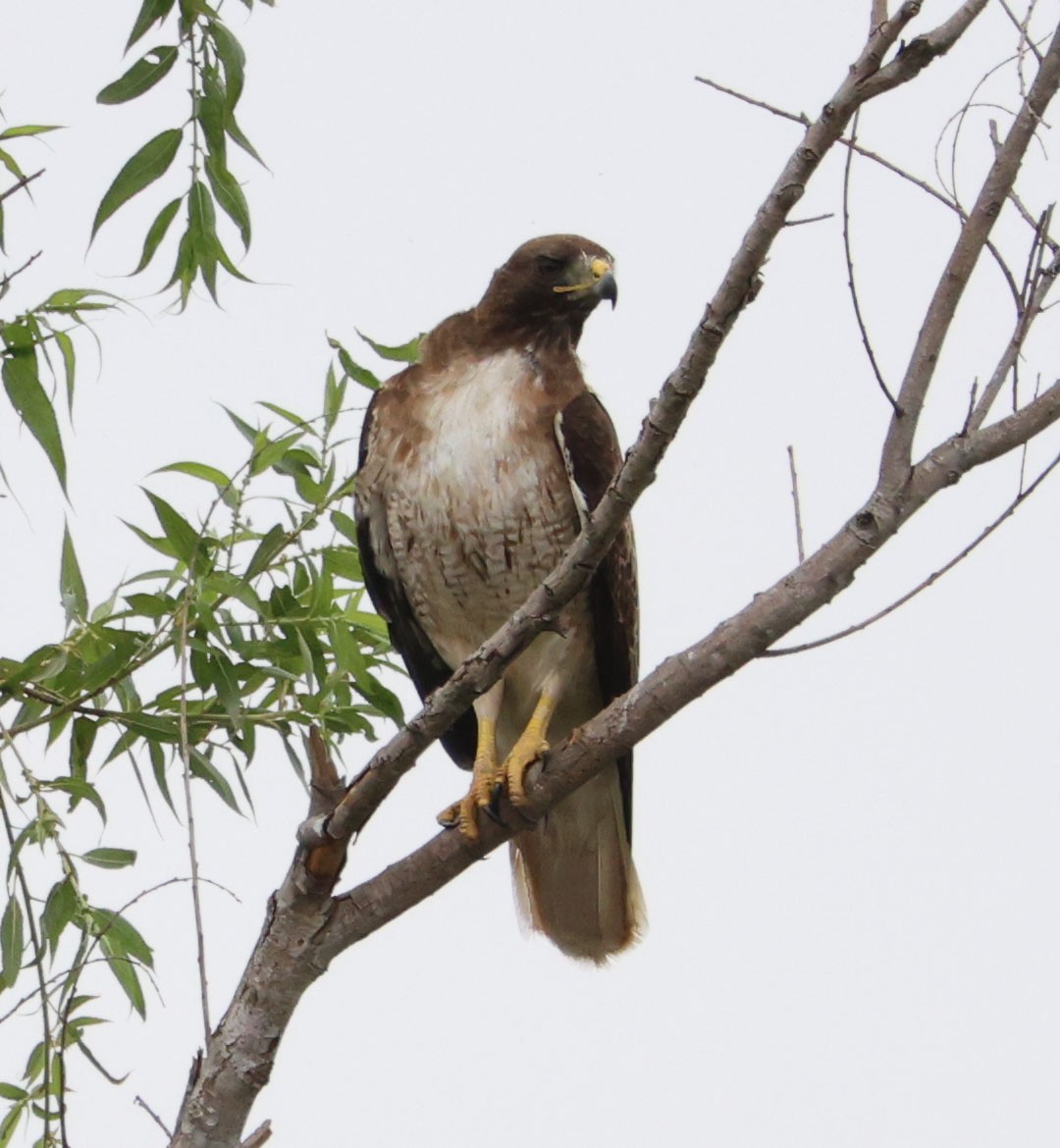 Red-tailed Hawk - ML620087538