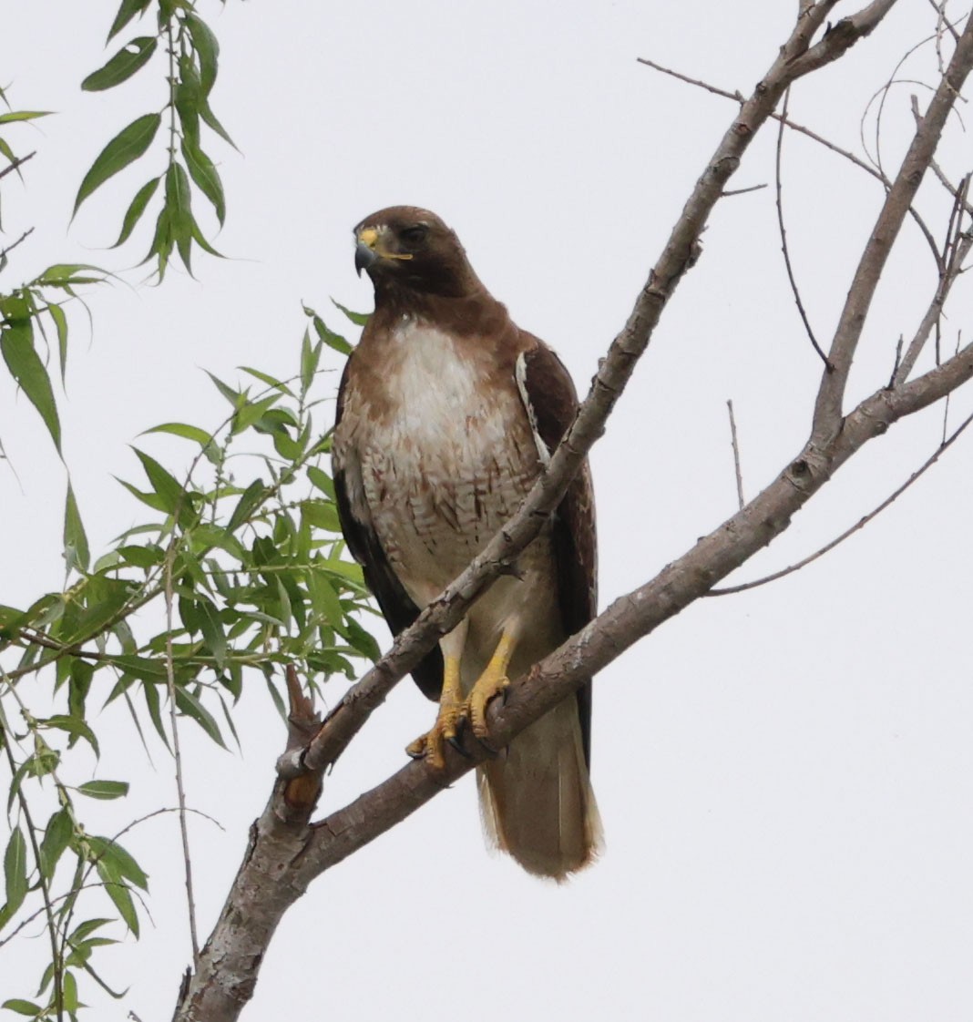 Red-tailed Hawk - ML620087539