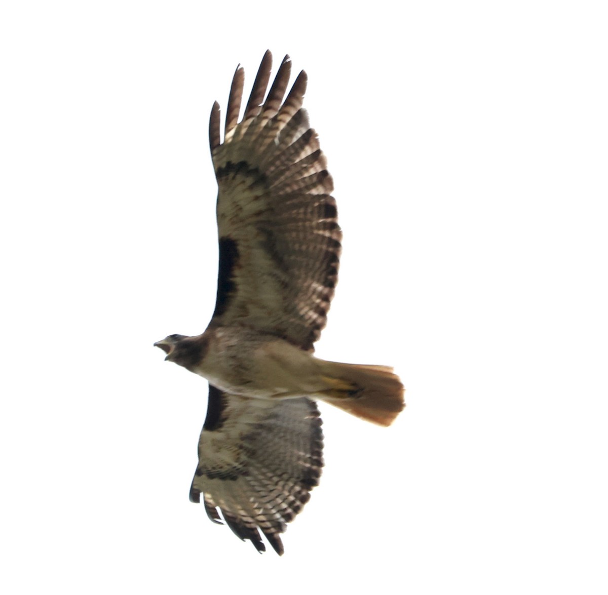 Red-tailed Hawk - ML620087540