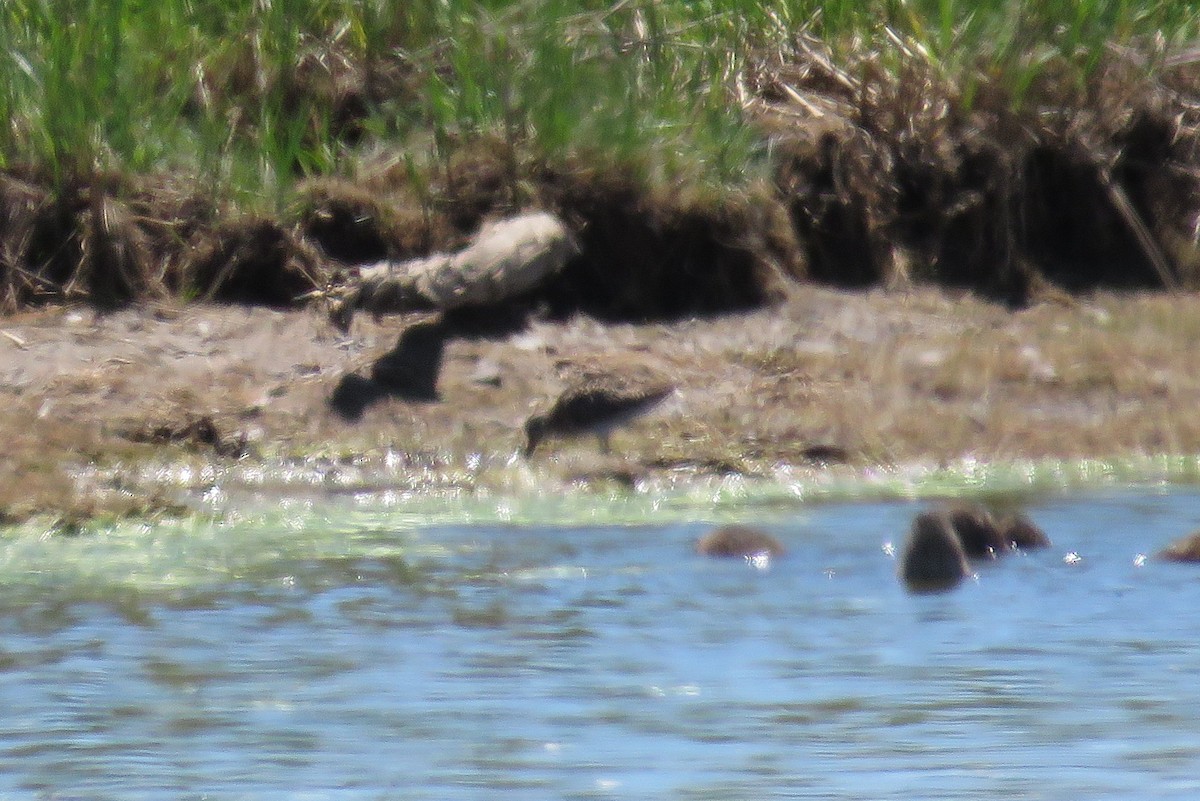 Short-billed Dowitcher - ML620087575