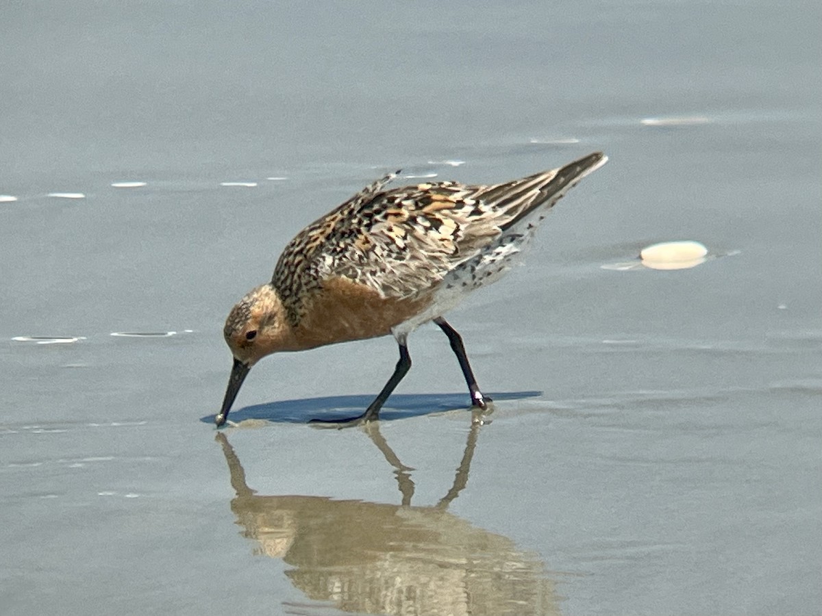 Red Knot - ML620087578