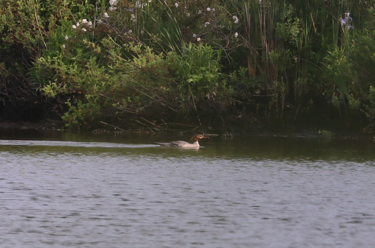 Common Merganser - ML620087579