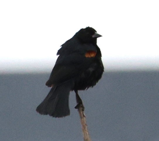 Red-winged Blackbird - ML620087586