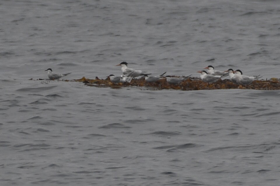 Common Tern - ML620087589