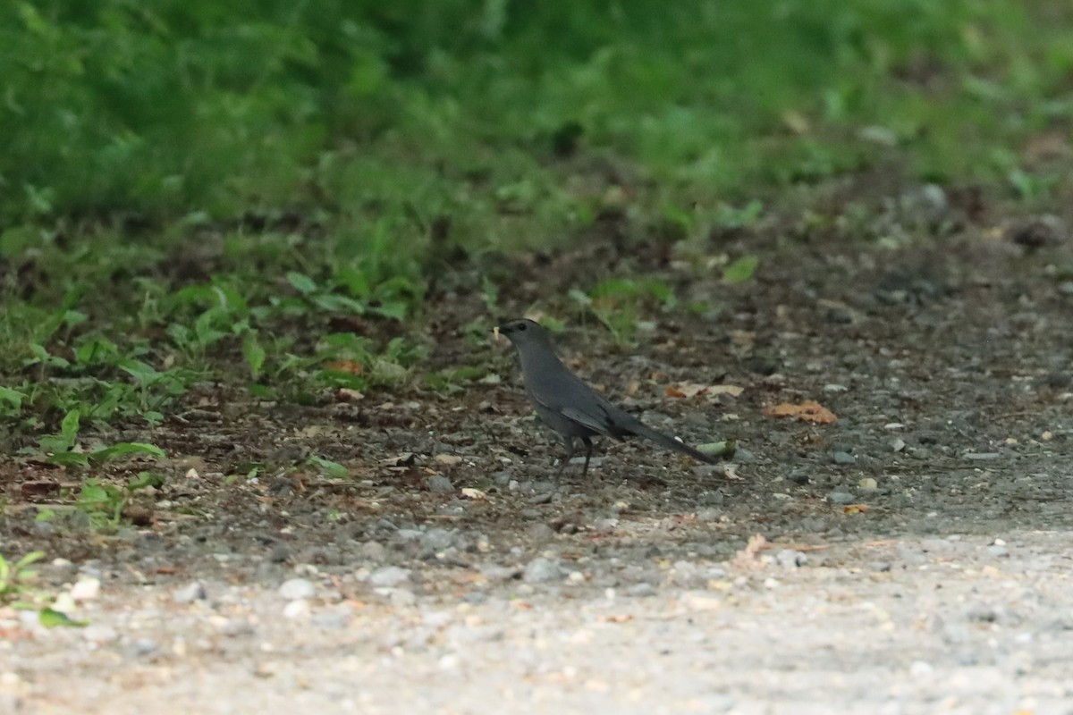 Gray Catbird - ML620087594