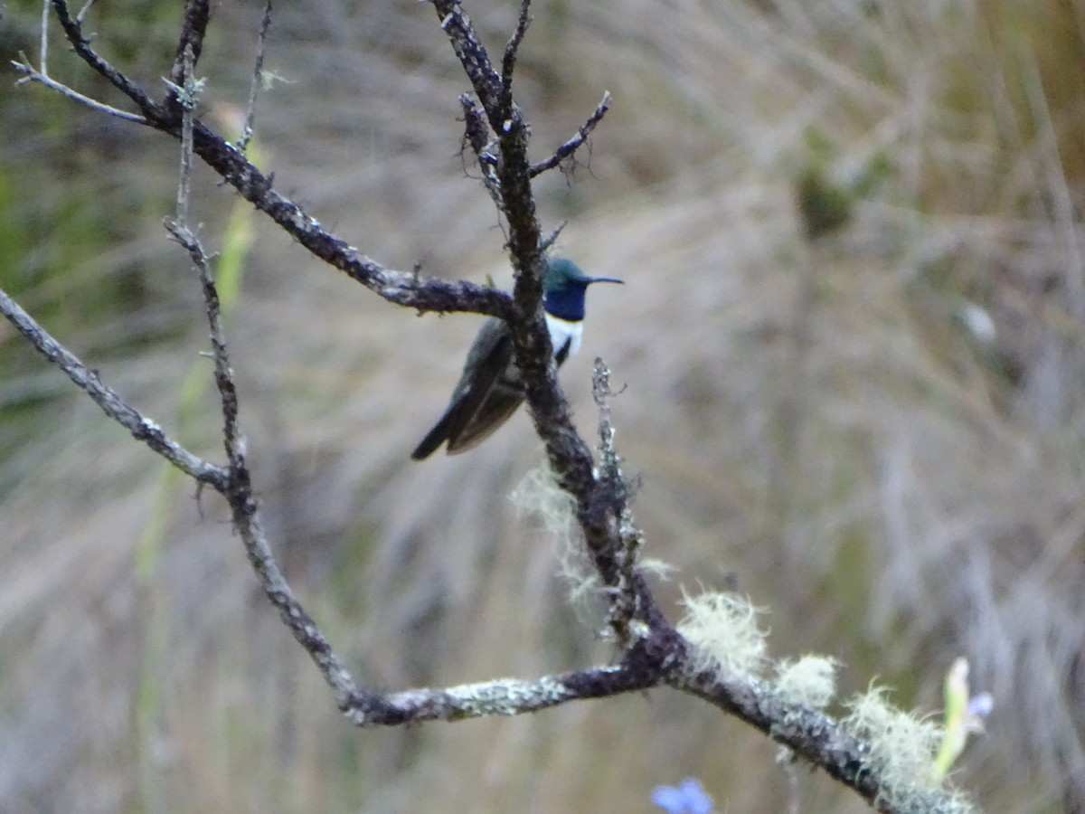 Colibri d'El Oro - ML620087606