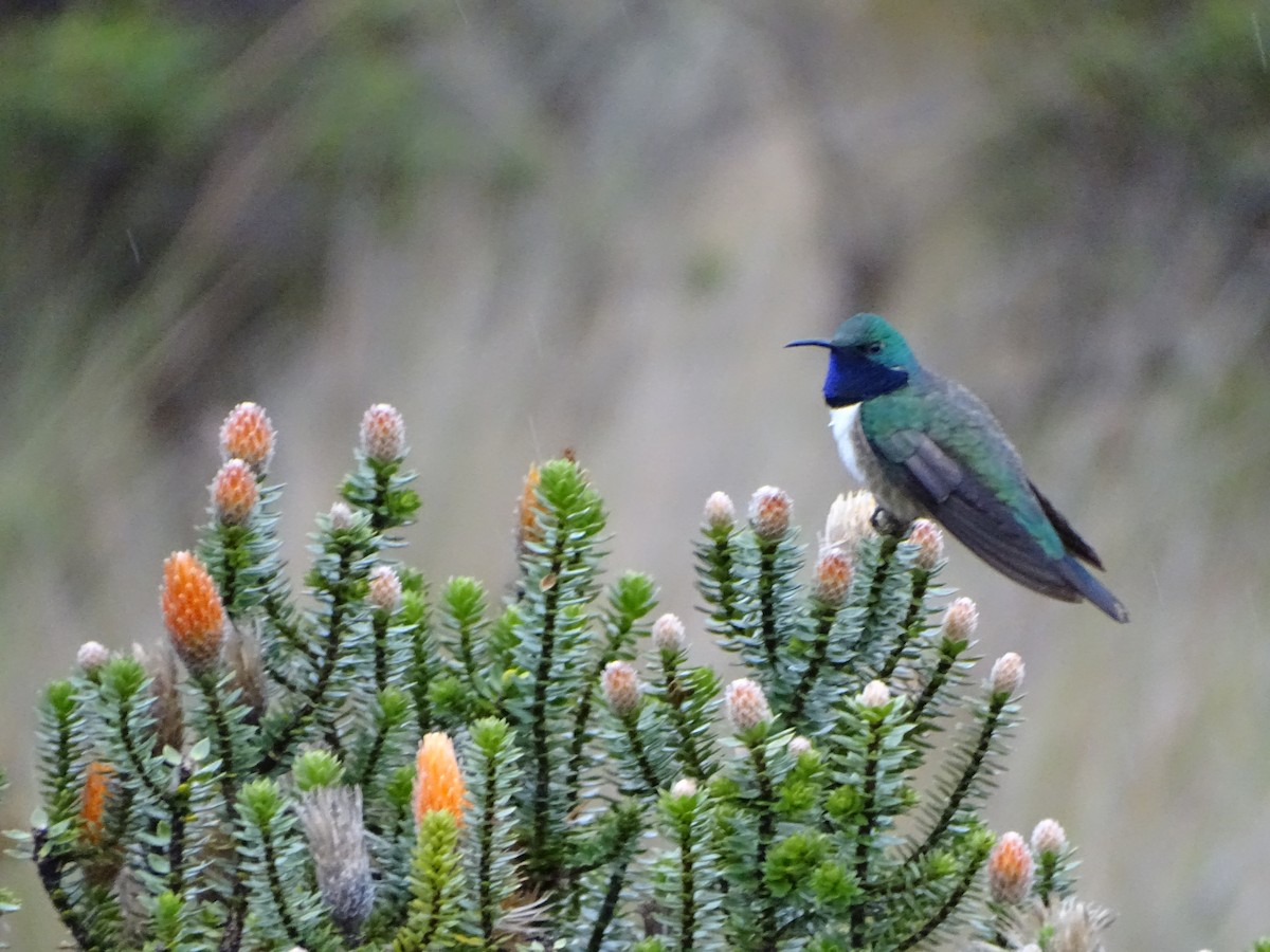 Blue-throated Hillstar - ML620087607