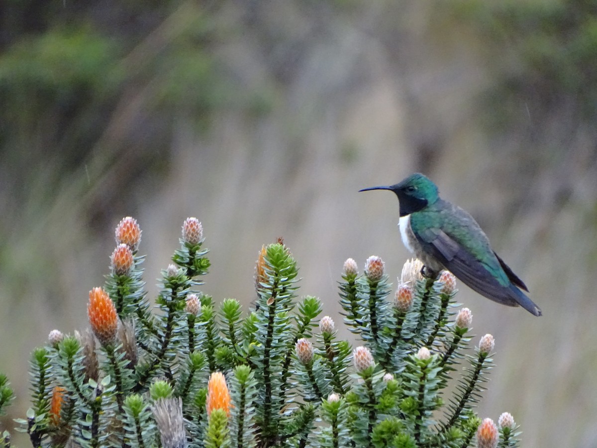 Blue-throated Hillstar - ML620087608