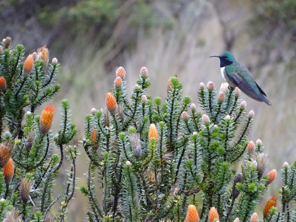 Blue-throated Hillstar - ML620087609