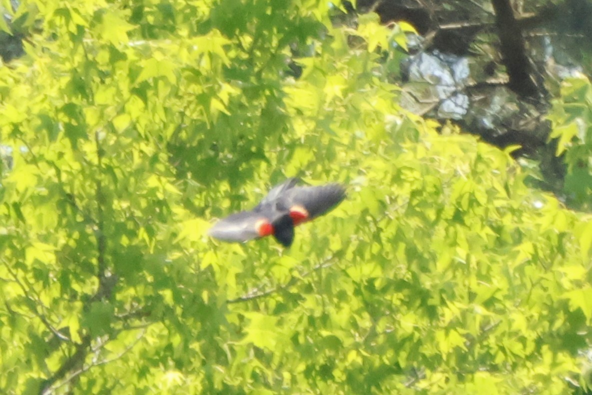 Red-winged Blackbird - ML620087610