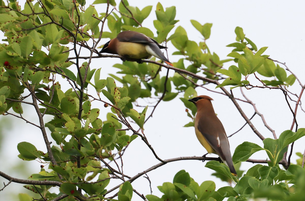 Cedar Waxwing - ML620087617