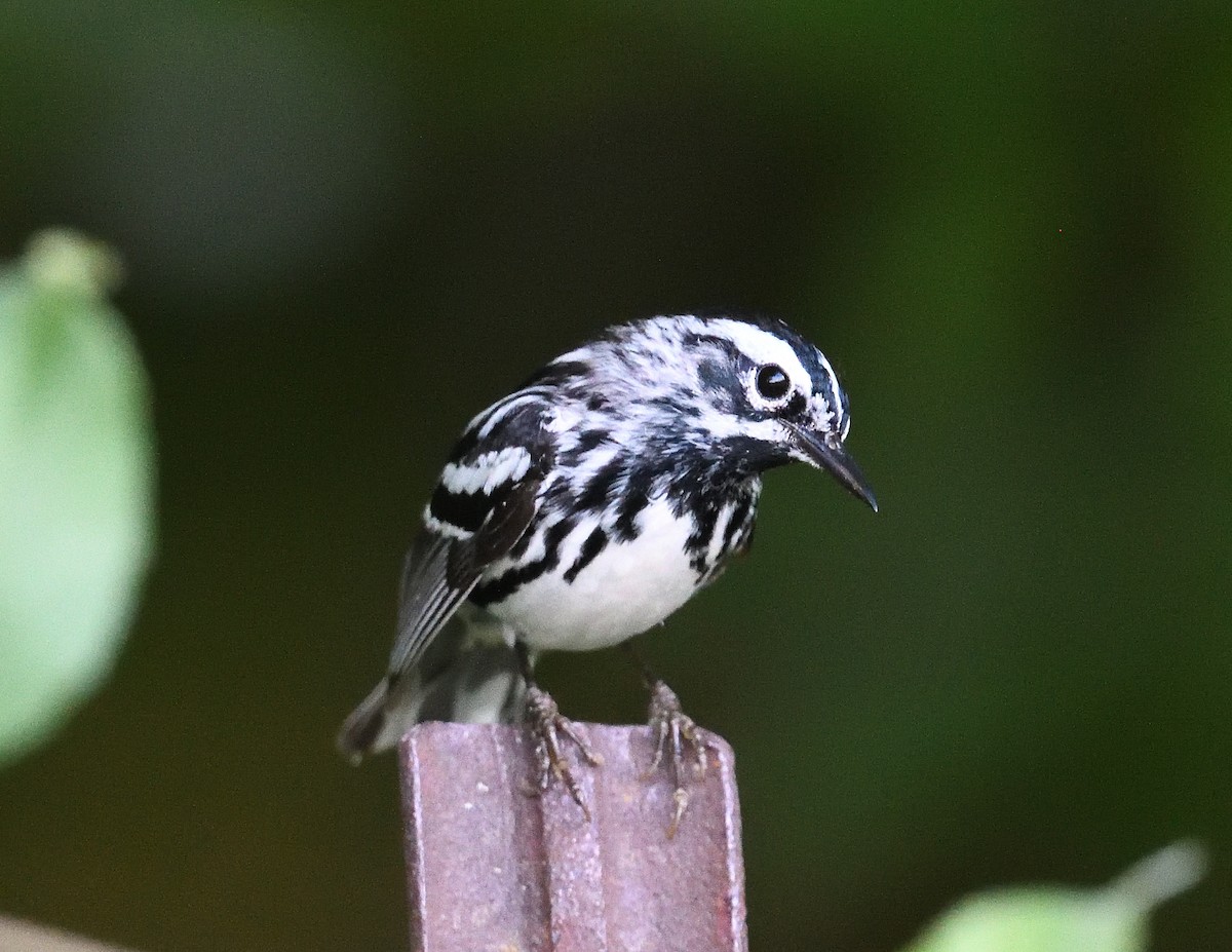 Black-and-white Warbler - ML620087618