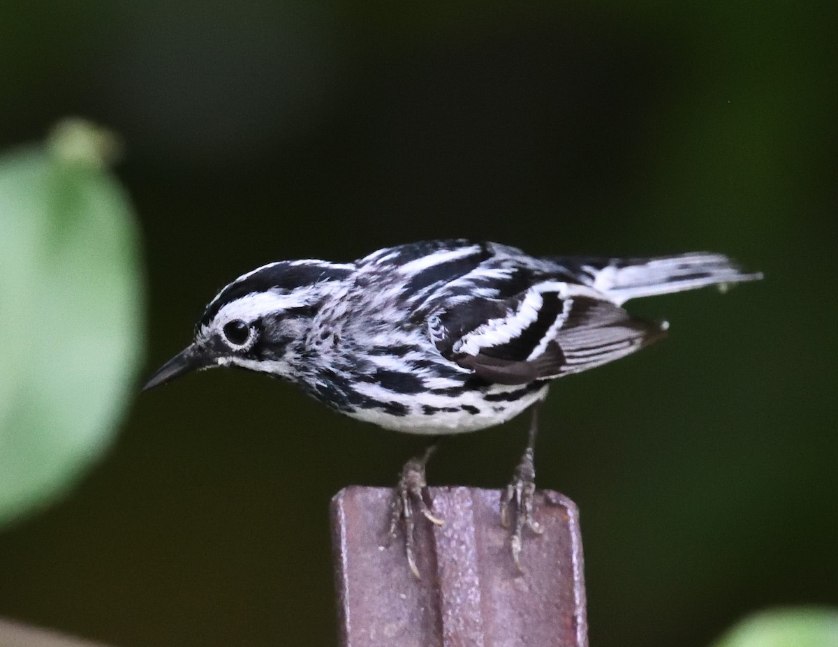 Black-and-white Warbler - ML620087619