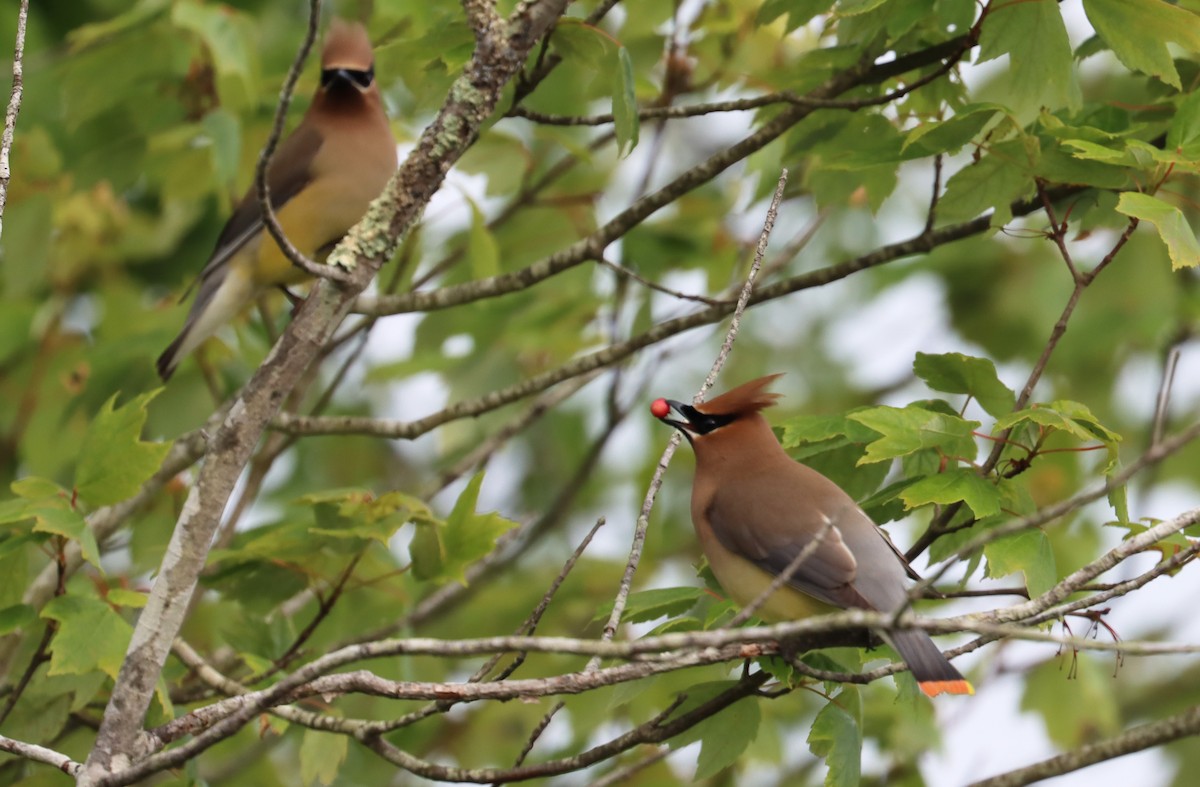 Cedar Waxwing - ML620087628