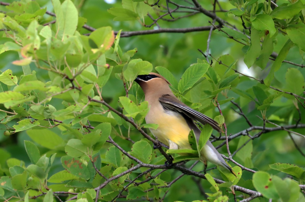 Cedar Waxwing - ML620087633