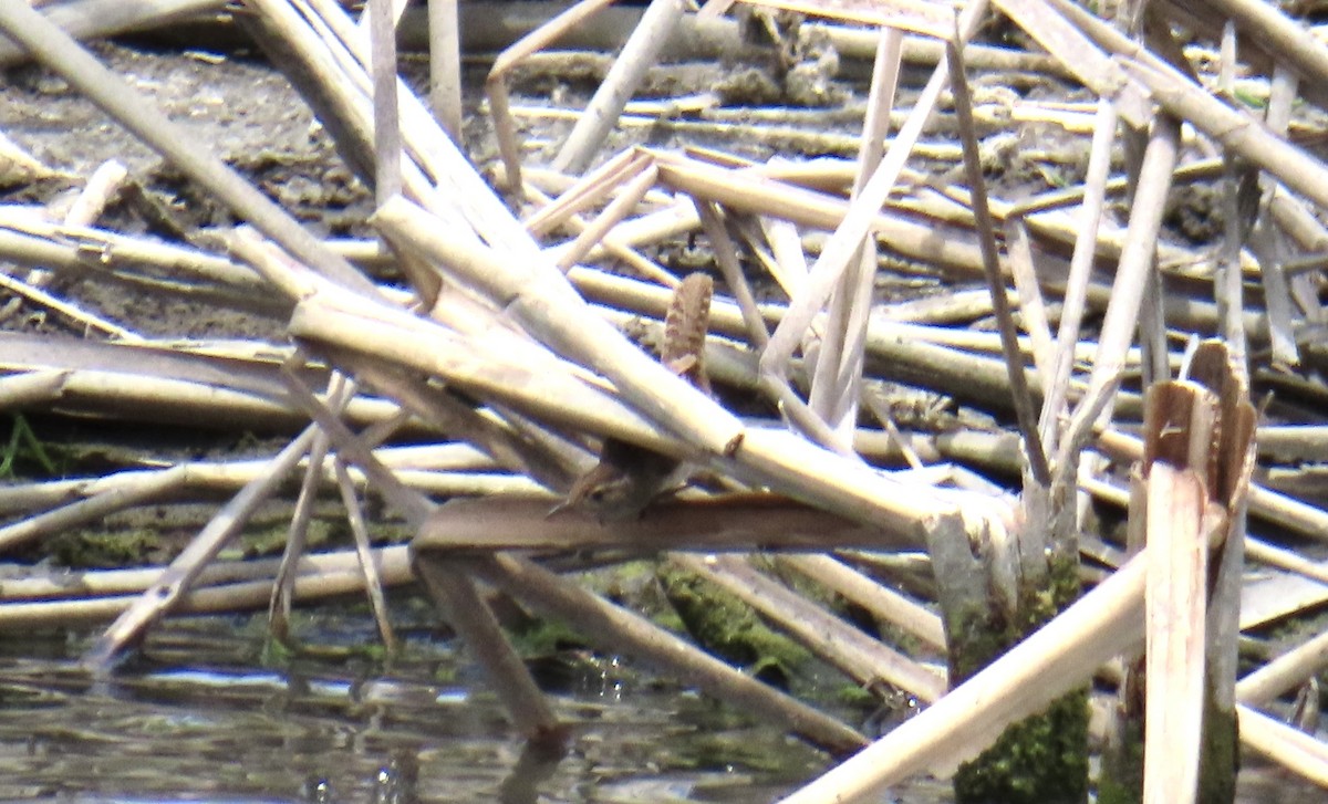 Marsh Wren - ML620087637