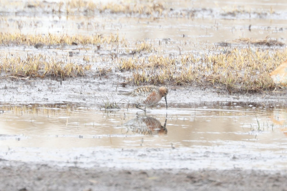 Curlew Sandpiper - ML620087639